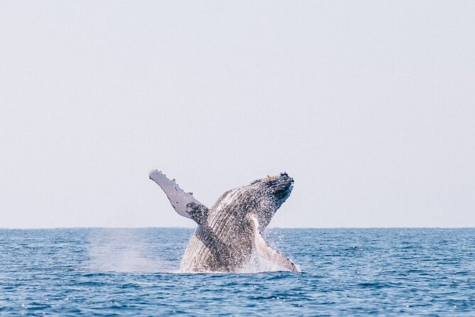 Morning Whale Watch: Lahaina Harbor - Who will enjoy this two-hour outing