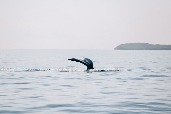 Morning Whale Watch: Lahaina Harbor - Practical details before you reserve
