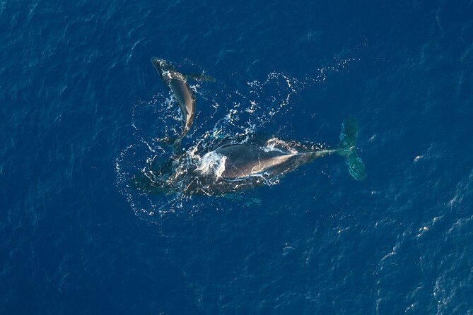 Morning Whale Watch: Lahaina Harbor - Searching the Au’au Channel for humpback whales
