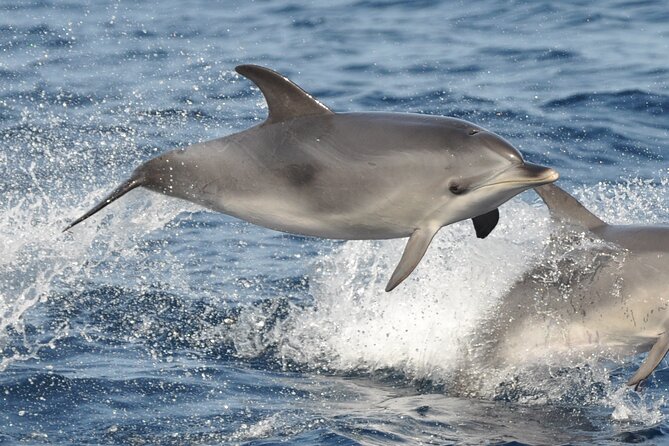 Morro Jable: 2 Hours Magic Dolphin & Whale watching with Drinks & Swim Stop. - The swim stop in Jandía Bay