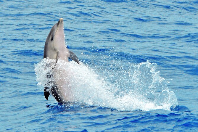 Morro Jable: 2 Hours Magic Dolphin & Whale watching with Drinks & Swim Stop. - Drinks and the onboard atmosphere