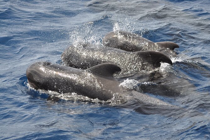 Morro Jable: 2 Hours Magic Dolphin & Whale watching with Drinks & Swim Stop. - How much value does $59.13 offer?