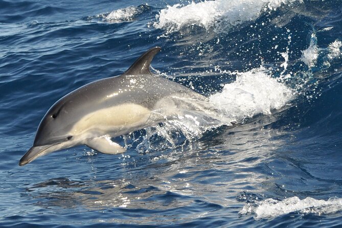 Morro Jable: 2 Hours Magic Dolphin & Whale watching with Drinks & Swim Stop. - Booking, weather, and timing tips