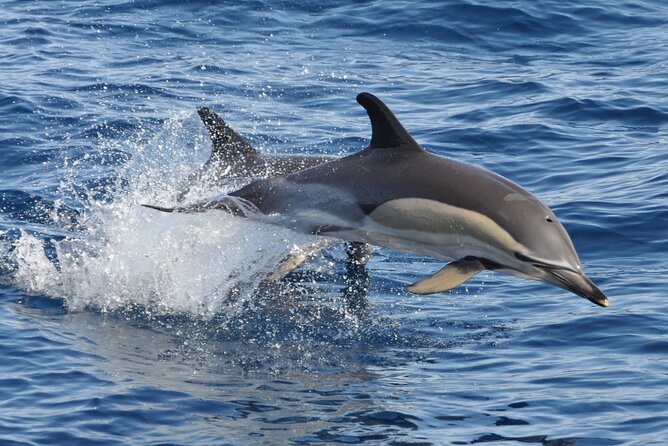 Morro Jable: 2 Hours Magic Dolphin & Whale watching with Drinks & Swim Stop. - Searching for dolphins and whales