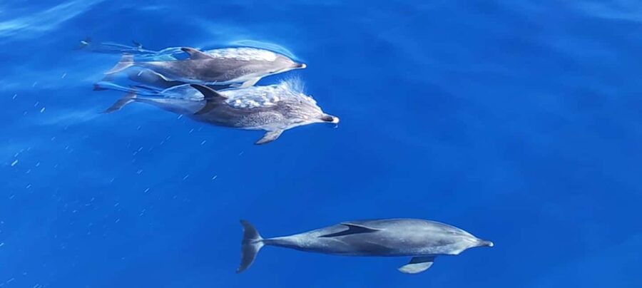 Morro Jable:Dolphin & Whale Watching Boat Tour & Snorkeling - Searching for Dolphins, Whales, and Flying Fish