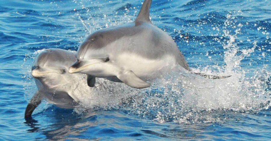 Morro Jable: Dolphin & Whale Watching Cruise, Drinks & Swim - Key points to know before boarding