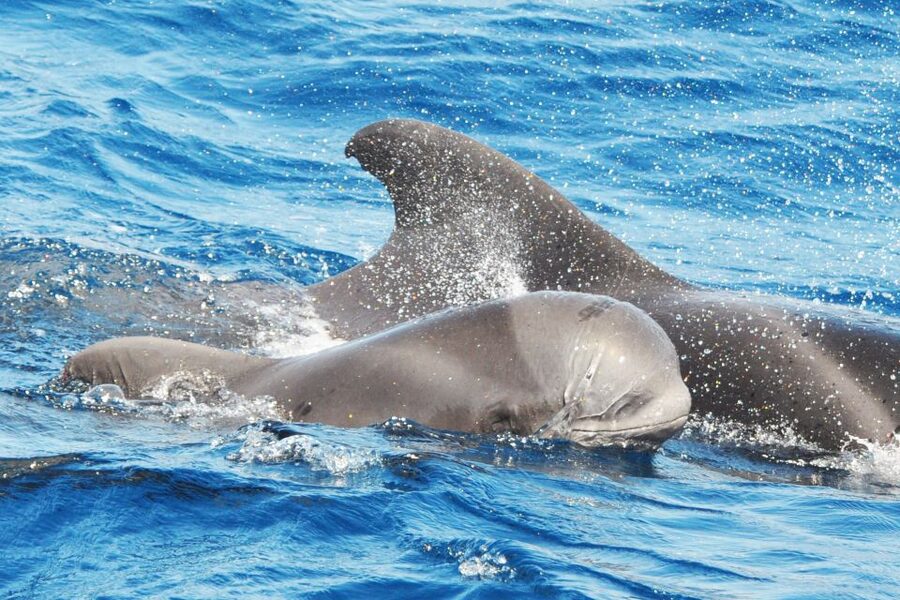 Morro Jable: Dolphin & Whale Watching Cruise, Drinks & Swim - Guides, languages, and the animal-welfare briefing