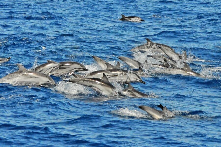 Morro Jable: Dolphin & Whale Watching Cruise, Drinks & Swim - Is $58 a fair price?