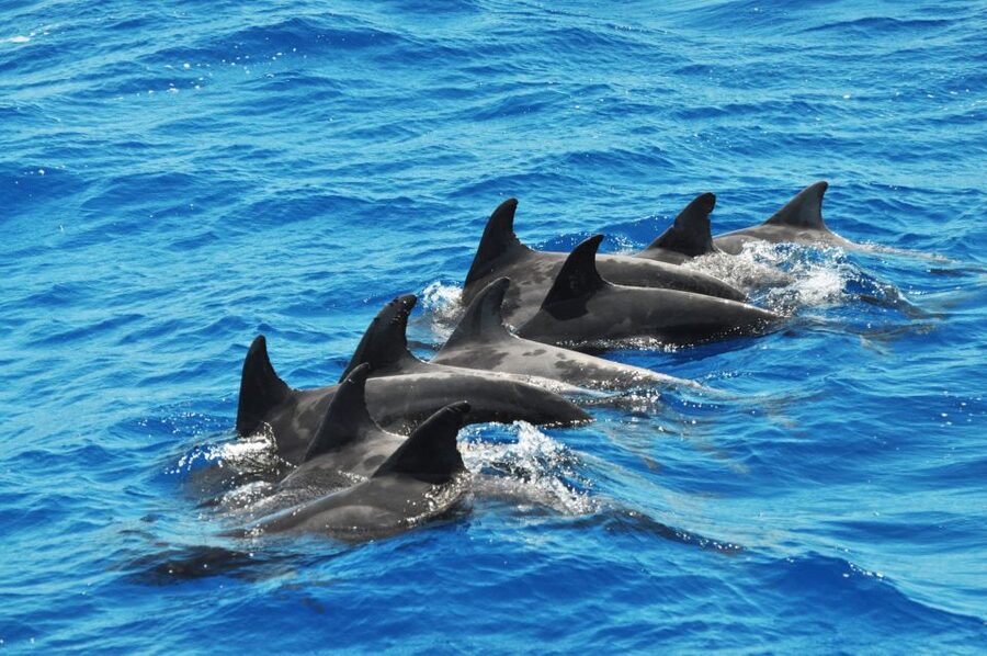 Morro Jable: Dolphin & Whale Watching Cruise, Drinks & Swim - Practical tips for a better outing