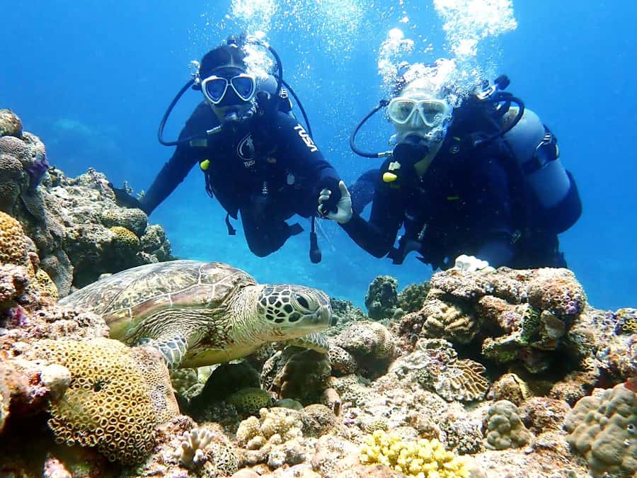 Naha:Kerama Island Experience Dive/Snorkeling/Whale Watching - Key points to know before booking