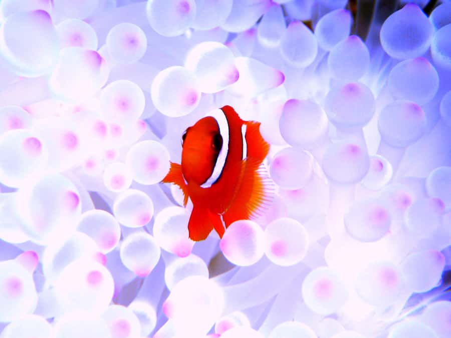 Naha:Kerama Island Experience Dive/Snorkeling/Whale Watching - FAQ