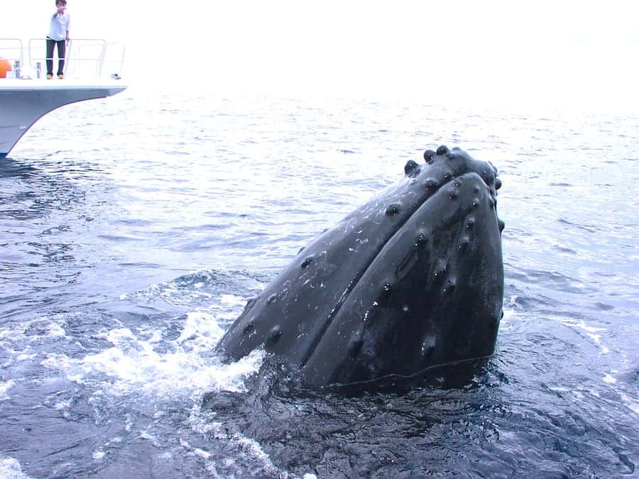 Naha:Kerama Island Experience Dive/Snorkeling/Whale Watching - What the three Kerama sites offer