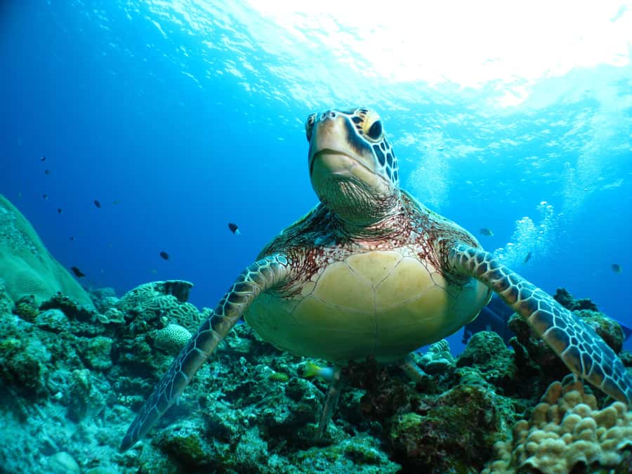 Naha:Kerama Island Experience Dive/Snorkeling/Whale Watching - What the $104 price really covers