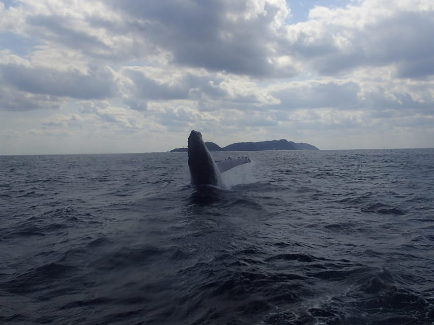 Naha:Kerama Island Experience Dive/Snorkeling/Whale Watching - Practical details that make the day easier