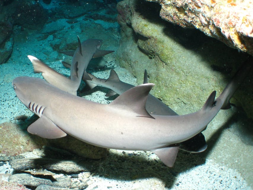 Naha:Kerama Islands 2 Fun Dive/Whale watching Limited time - Racing toward Tokashiki, Zamami, and Aka