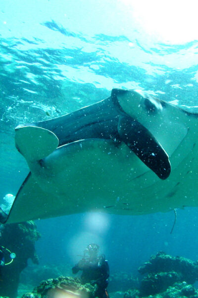 Naha:Kerama Islands 2 Fun Dive/Whale watching Limited time