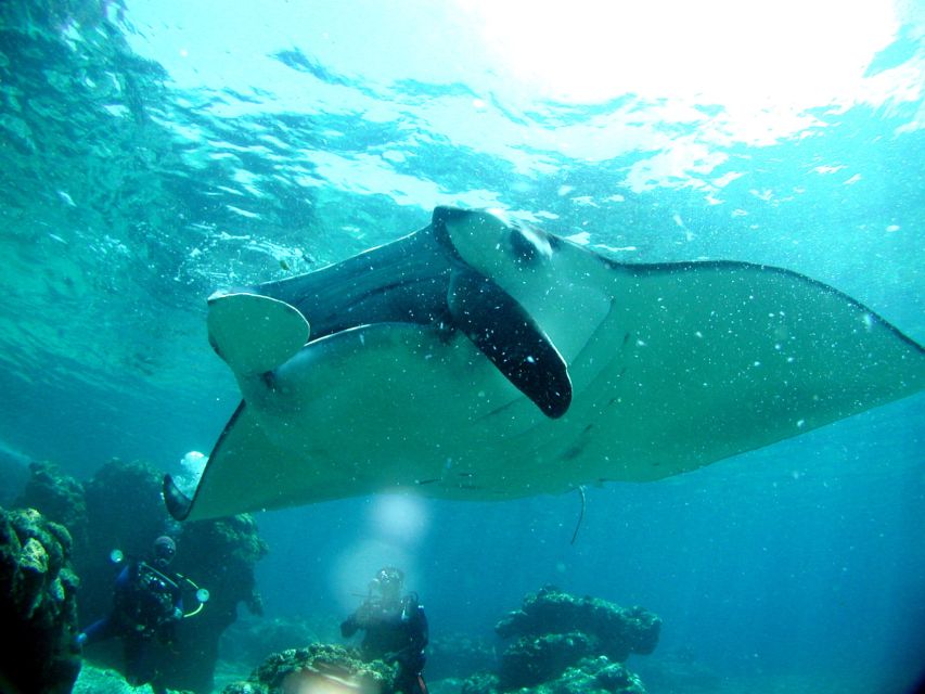 Naha:Kerama Islands 2 Fun Dive/Whale watching Limited time - Summer shaved ice and New Year mochi