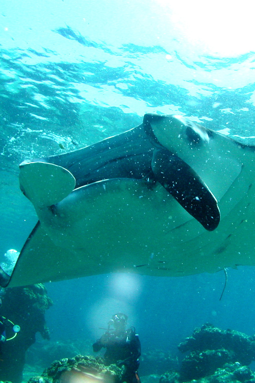 Naha:Kerama Islands 2 Fun Dive/Whale watching Limited time - The early start from Naha