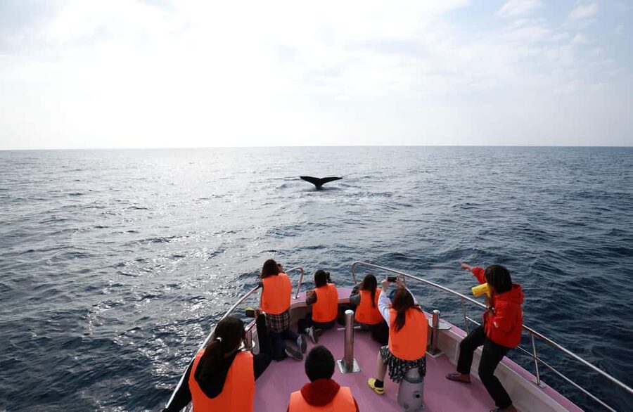 Naha, Okinawa: Kerama Islands Half-Day Whale Watching Tour - Boat comfort, weather, and seasickness