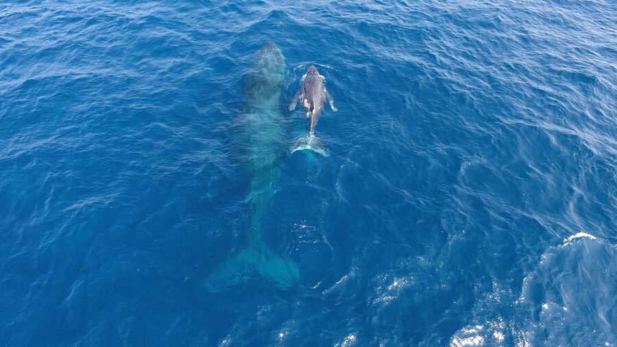 Naha, Okinawa: Kerama Islands Half-Day Whale Watching Tour - What happens if no whales appear