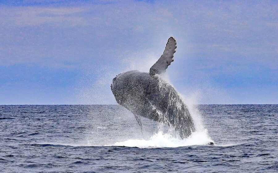 Naha, Okinawa: Kerama Islands Half-Day Whale Watching Tour - Pickup, photographs, and small practical details