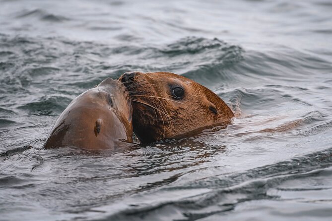 Nanaimo Whale Watching in a Semi-Covered Boat - Weather, comfort, and who should book