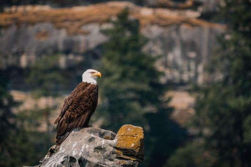 Nanaimo: Whale Watching Open Boat Tour - Key points at a glance