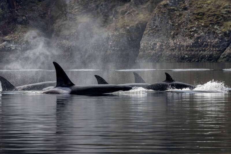 Nanaimo: Whale Watching Open Boat Tour - Leaving Nanaimo’s waterfront for the Salish Sea