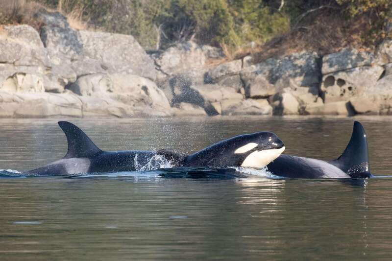 Nanaimo: Whale Watching Open Boat Tour - What the open boat feels like