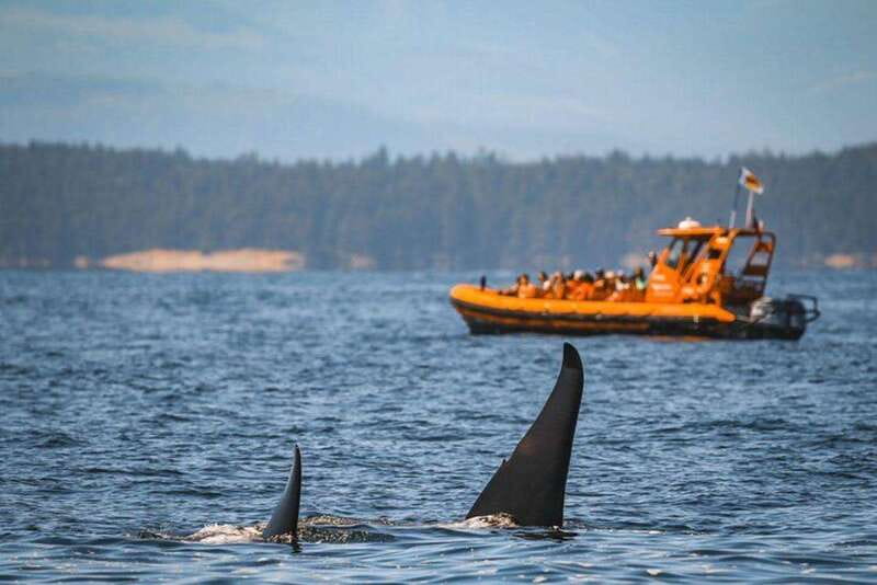 Nanaimo: Whale Watching Open Boat Tour - A guide who teaches as the boat moves