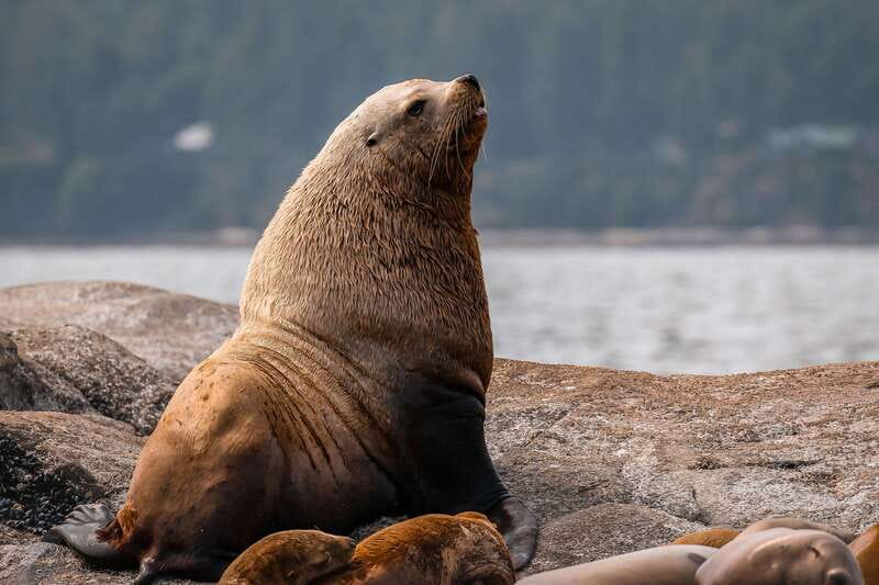 Nanaimo: Whale Watching Open Boat Tour - Who should book this Nanaimo whale tour?