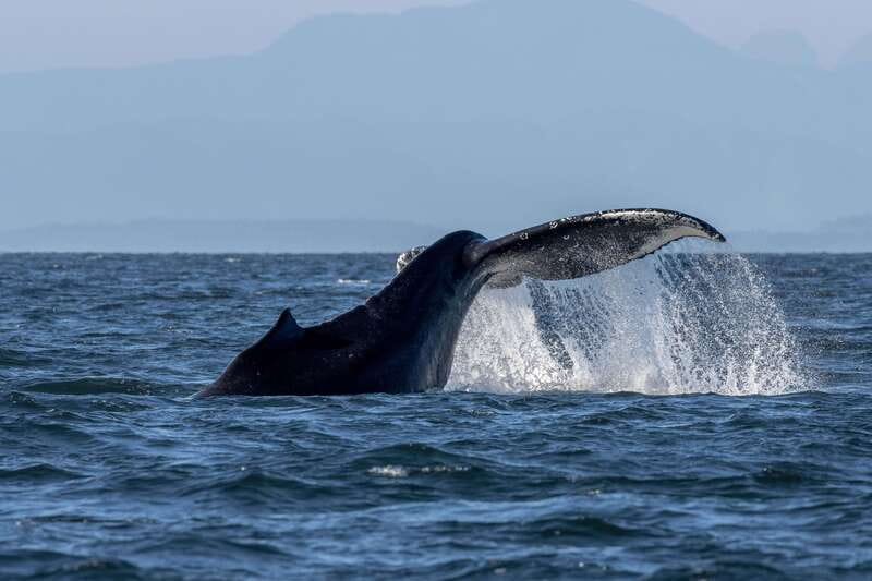 Nanaimo: Whale Watching Semi-Covered Boat Tour - Key points to know before booking