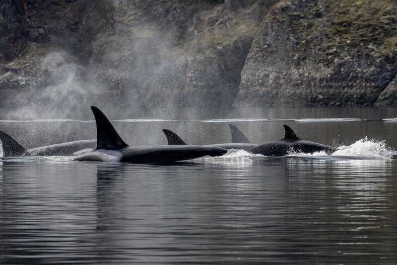 Nanaimo: Whale Watching Semi-Covered Boat Tour - Is $182 good value?