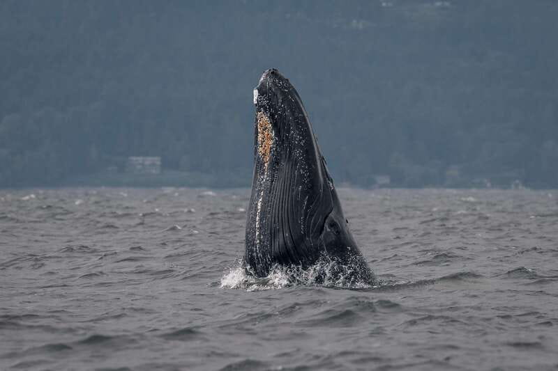 Nanaimo: Whale Watching Semi-Covered Boat Tour - Leaving Nanaimo from the Front Street seawall