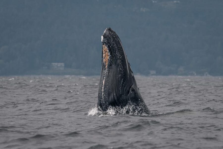 Nanaimo: Whale Watching Semi-Covered Boat Tour - A guide who teaches while the boat searches