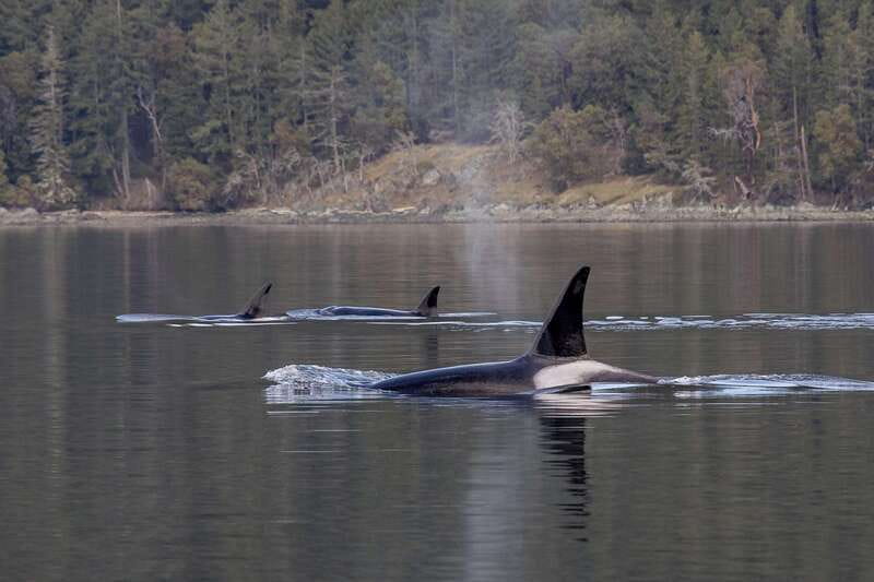 Nanaimo: Whale Watching Semi-Covered Boat Tour - The final conservation talk