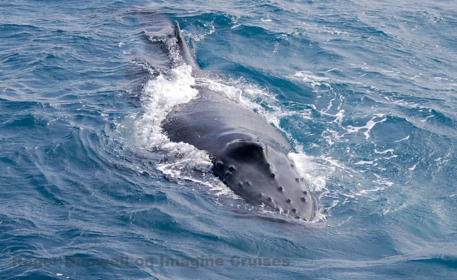 Nelson Bay: Whale and Dolphin Watching Catamaran Cruise - Key points before you book