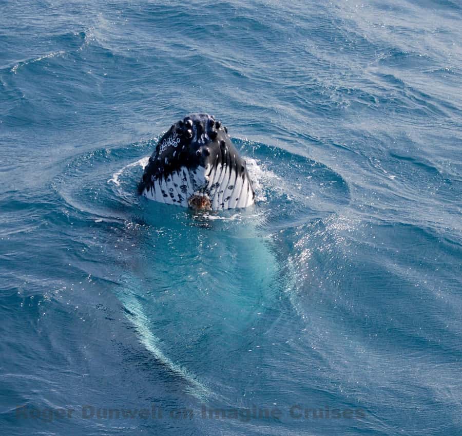 Nelson Bay: Whale and Dolphin Watching Catamaran Cruise - Setting out from d’Albora Nelson Bay