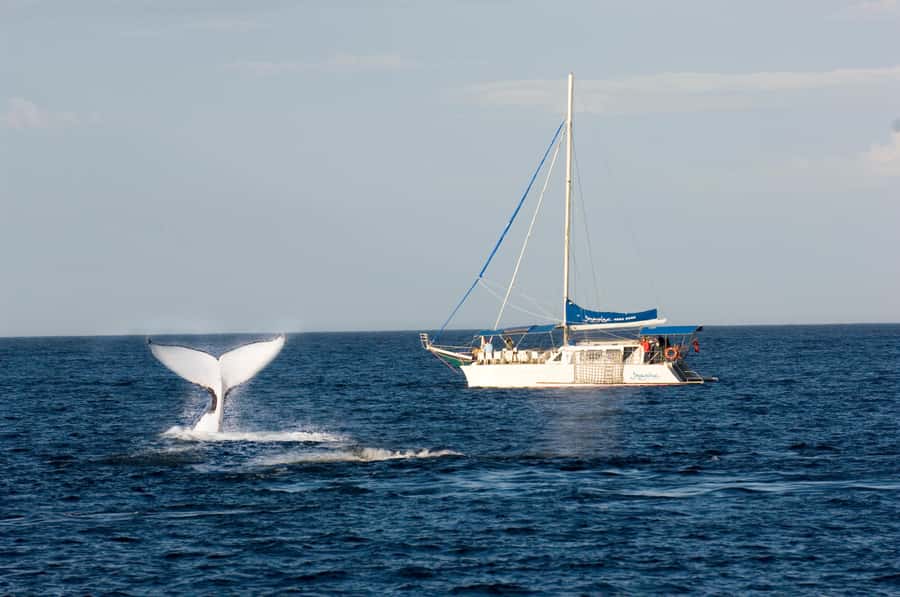 Nelson Bay: Whale and Dolphin Watching Catamaran Cruise - Searching for humpback whales off Nelson Bay