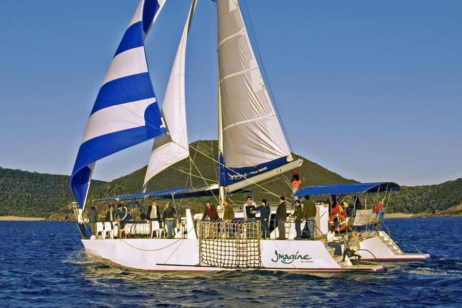 Nelson Bay: Whale and Dolphin Watching Catamaran Cruise - Dolphins, fur seals, and seabirds add variety