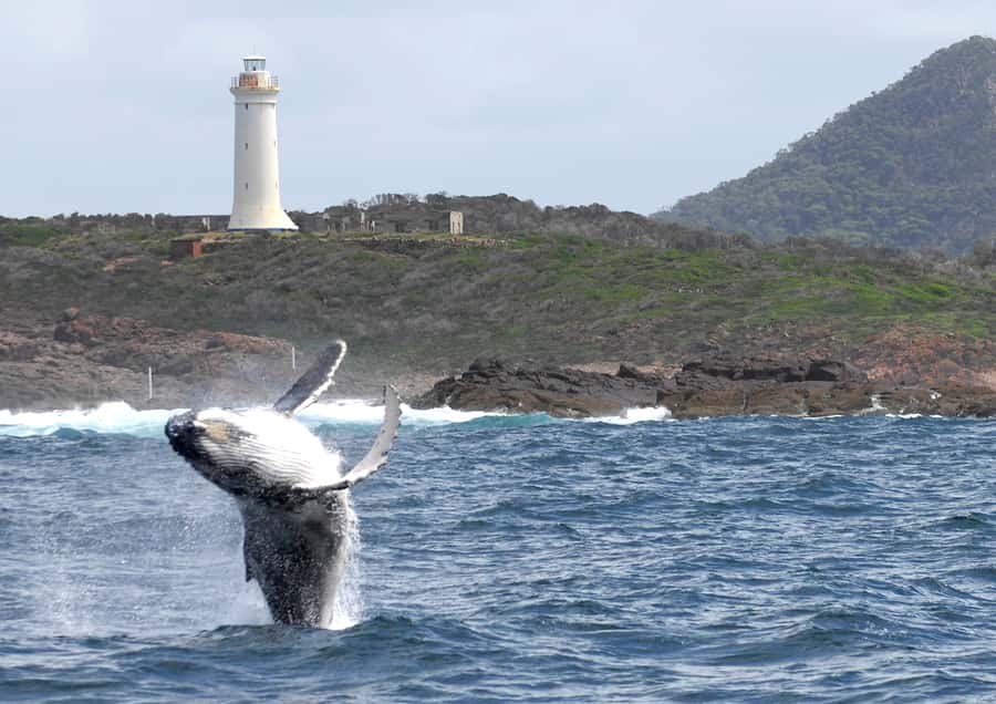 Nelson Bay: Whale and Dolphin Watching Catamaran Cruise - Who will enjoy this Nelson Bay cruise?