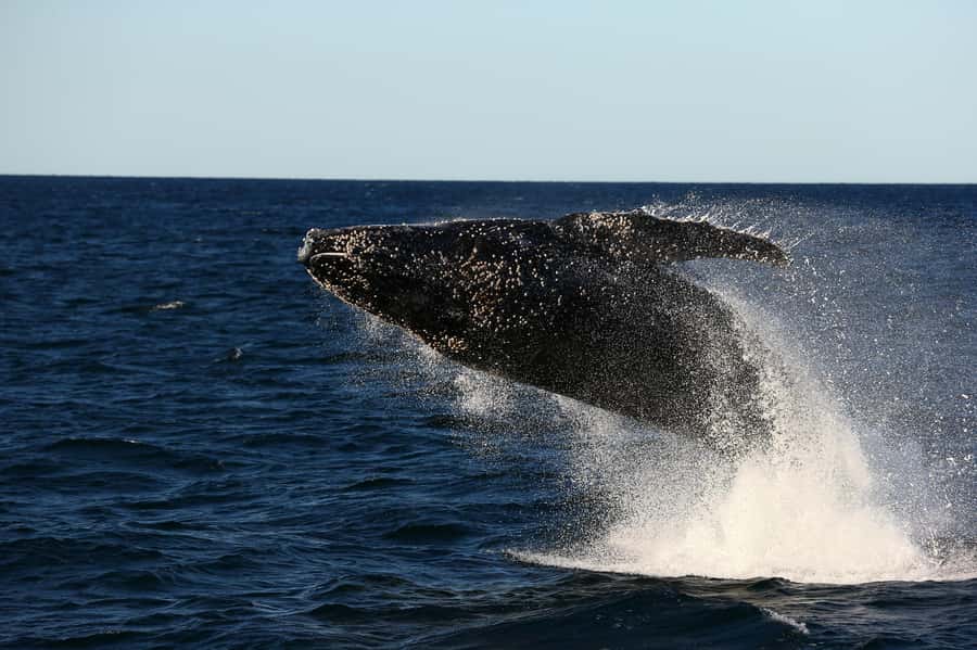 Nelson Bay: Whale and Dolphin Watching Catamaran Cruise - Life aboard the Imagine catamaran