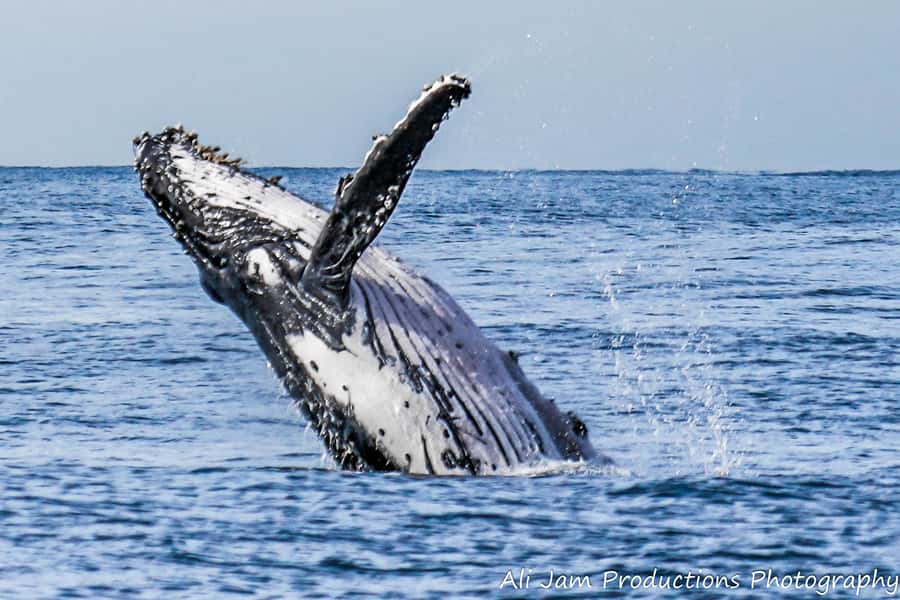 Newcastle: Humpback Whale Watching Cruise and Harbor Tour - Key points to know before you go