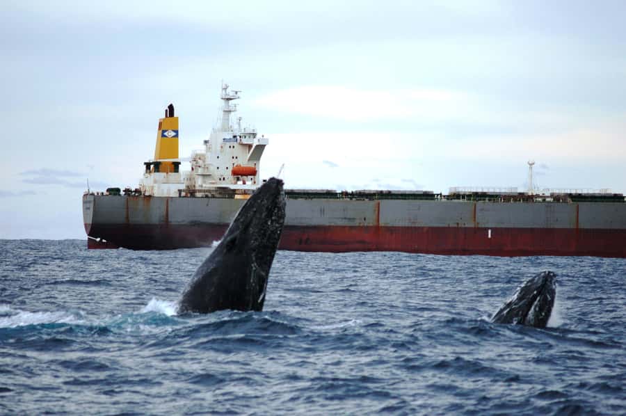 Newcastle: Humpback Whale Watching Cruise and Harbor Tour - Newcastle whales and the seasonal journey