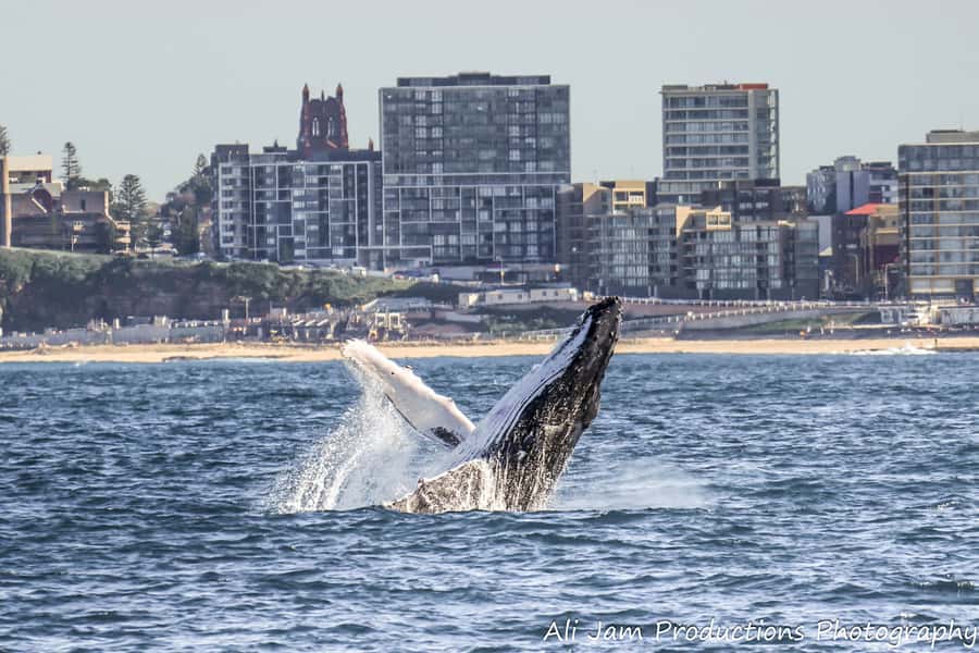 Newcastle: Humpback Whale Watching Cruise and Harbor Tour - The harbor and outer beach tour