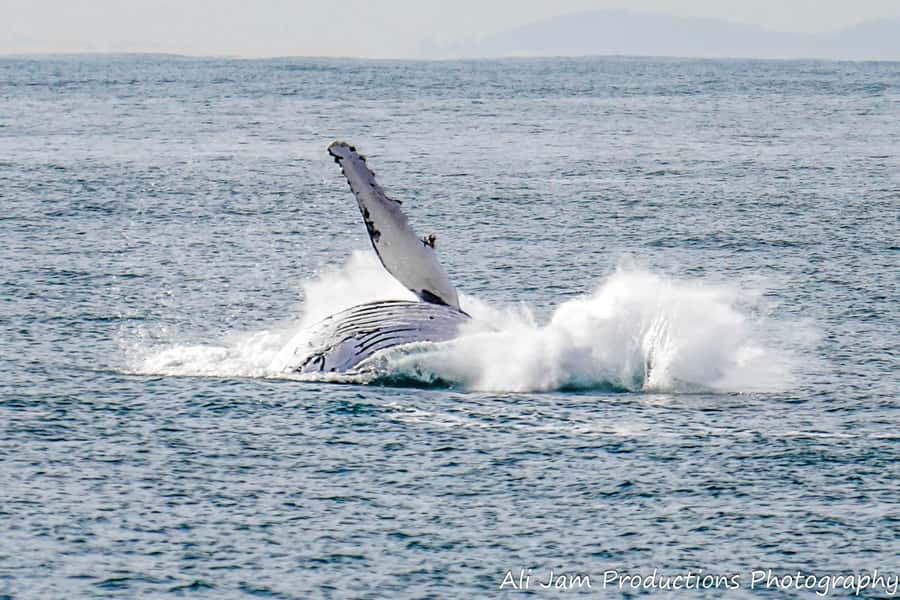 Newcastle: Humpback Whale Watching Cruise and Harbor Tour - Finding whales from three viewing levels