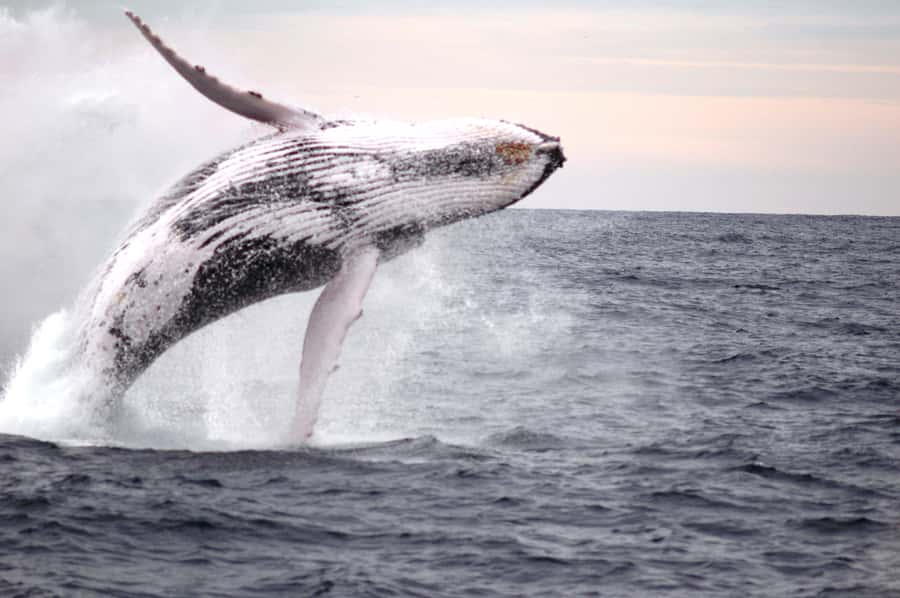 Newcastle: Humpback Whale Watching Cruise and Harbor Tour - Commentary, fact sheets, and the human side of the trip