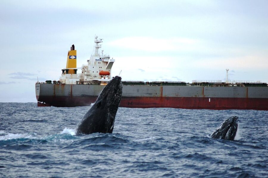 Newcastle: Humpback Whale Watching Cruise and Harbor Tour - Practical details that affect your day
