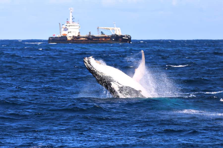 Newcastle: Humpback Whale Watching Cruise and Harbor Tour - From the jetty near Rydges Hotel to open water