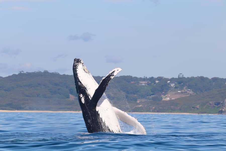 Newcastle: Small Group Humpback Whale Encounter Tour - Key points to know before booking